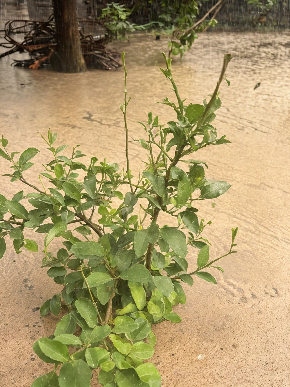 Background with darkness and rain