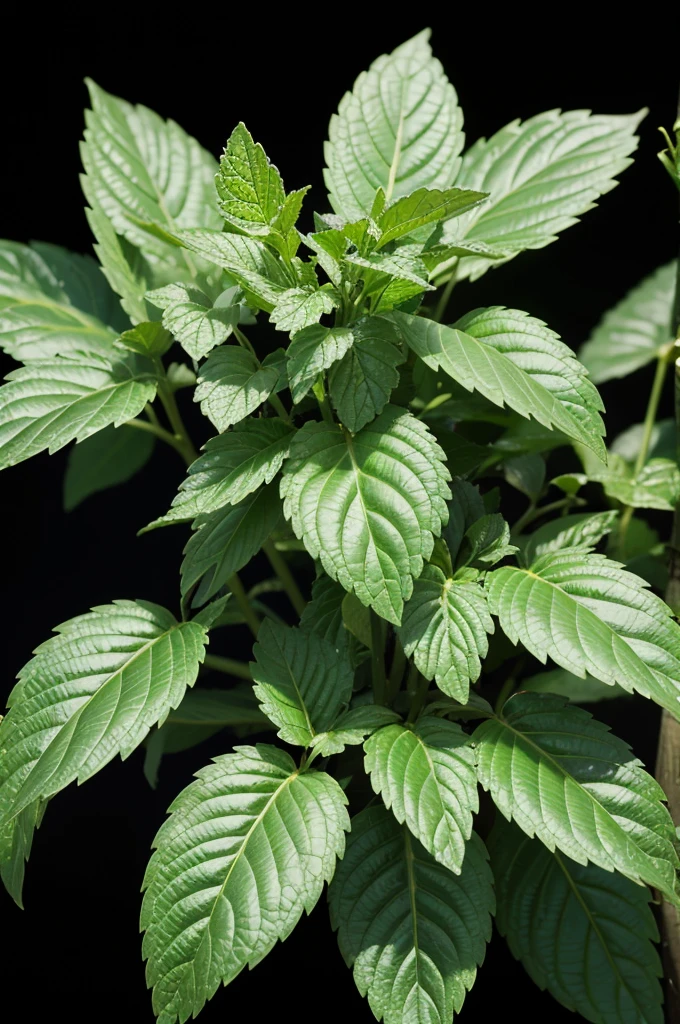 Close up of many apple mint plants,Multiple leaves, Mint leaves, black background,Backlit shooting,Shot with Nikon Z9, Shot with Canon EOS R 6, Shot with Canon EOS R 5, Shot with Canon EOS R5, shot with Sony A 7 III, Shot with Sony Alpha 1 camera, Shot with Sony Alpha 9, Shot with Canon EOA 6 D Mark II