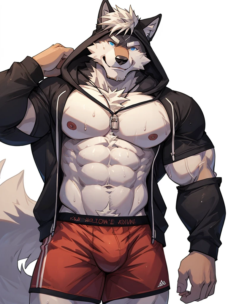 white background, front view, flexing, muscles, pubic hair, muscular, long white hair, navel hair, furry, wolf, long tail, male, sweat, sweating, wearing boxer briefs, wearing hoodie(shirtless, hoodie, open hoodie, handsome), looking at viewer, smiling, blushing, cool, handsome