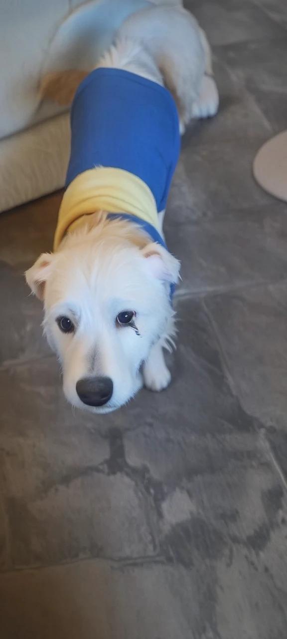Dog