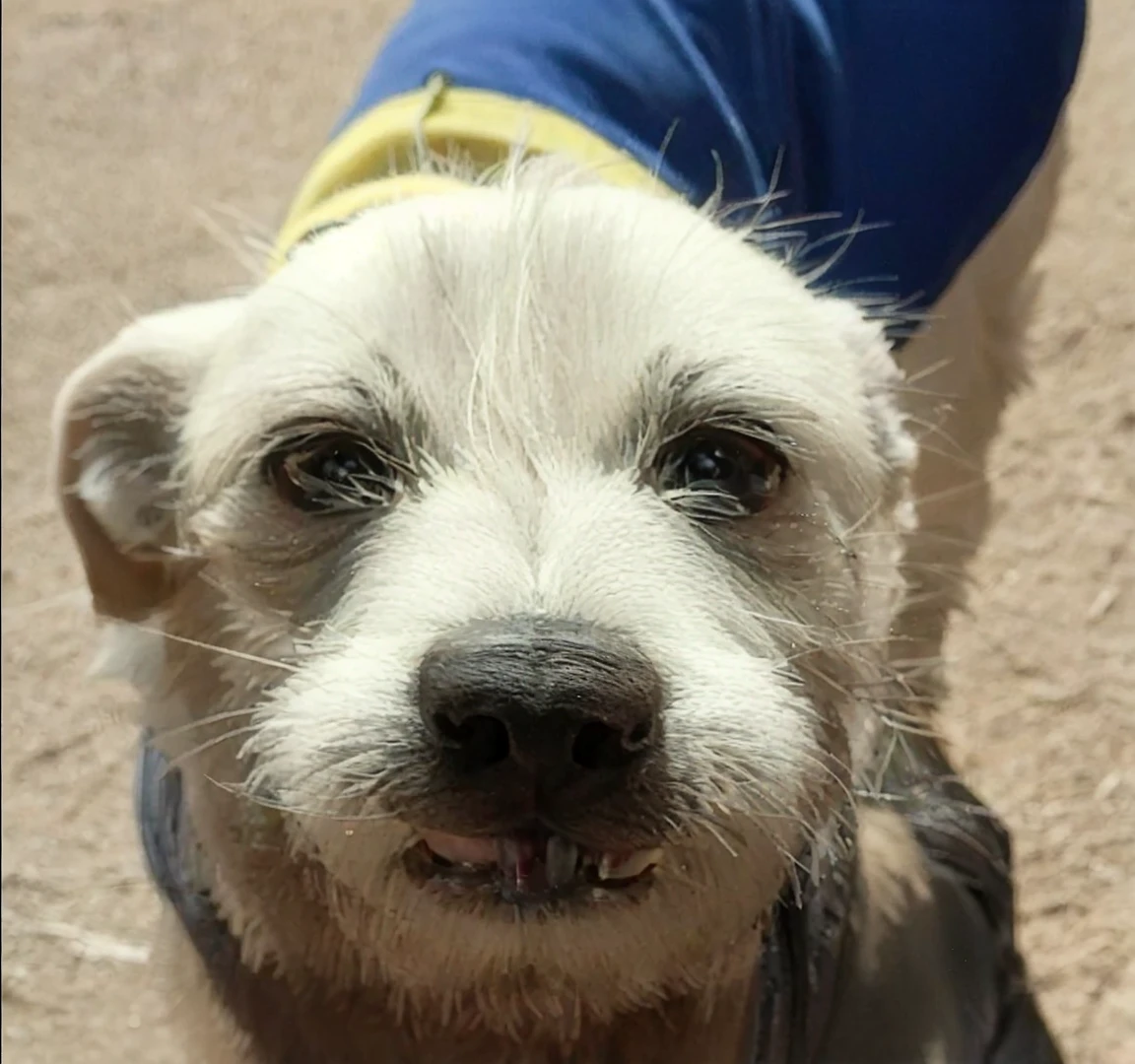 Happy dog