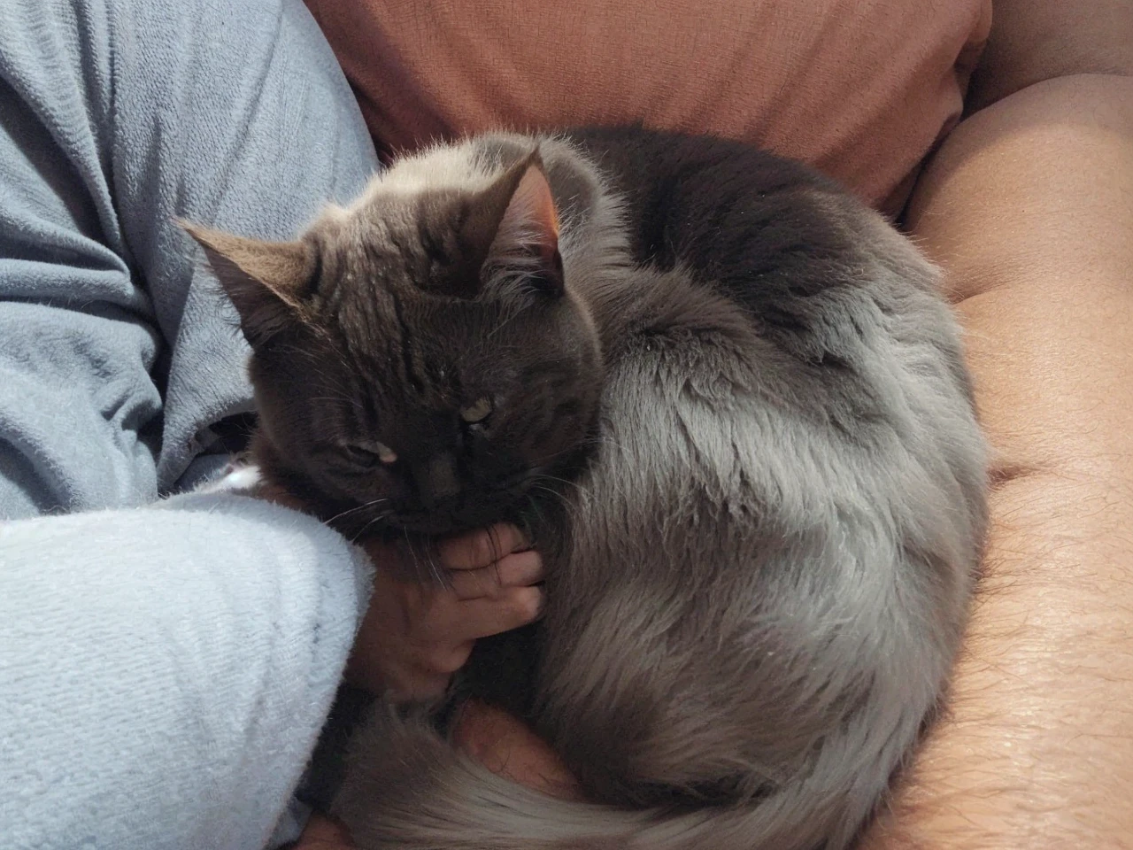 Let the cat start moving