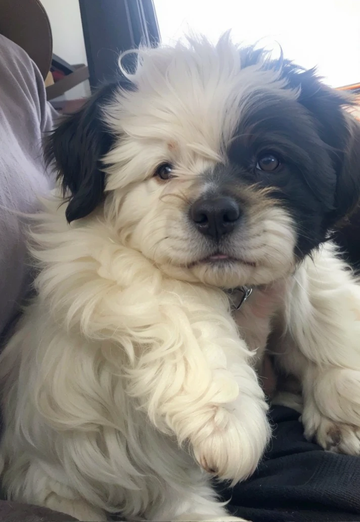 Happy dog