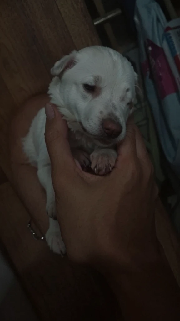 Make it a hand of a man, make the dog cute