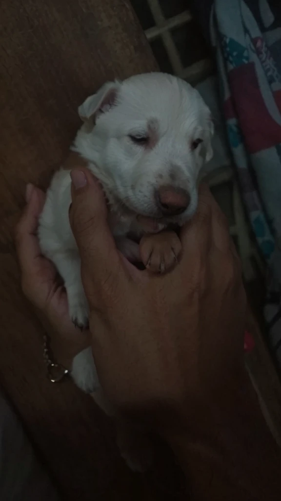 Make it a hand of a man, make the puppy cute