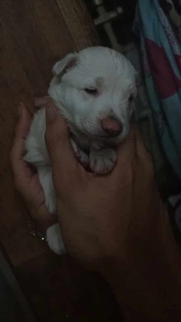 Make it a hand of a man, make the puppy cute
