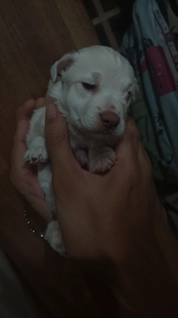 Make it a hand of a man, make the puppy cute with small face