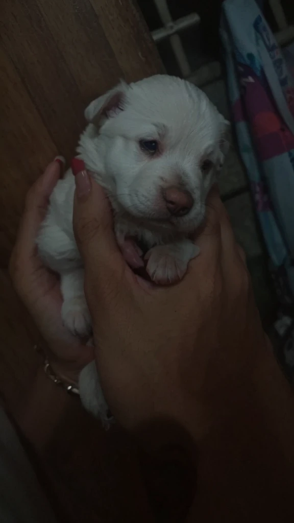 Make it a hand of a man, make the puppy cute with small face 