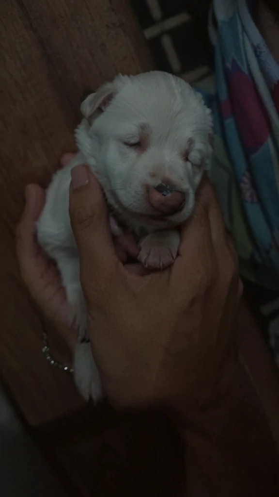 Make it a hand of a man, make the puppy cute with small face