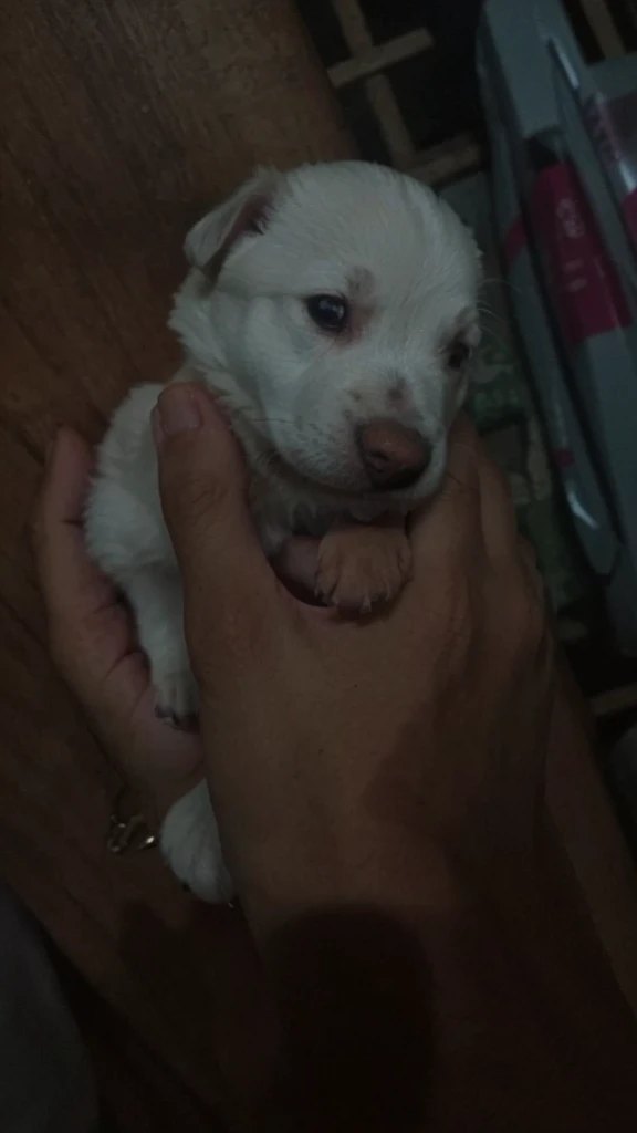 Make it a hand of a man, make the puppy cute with small face 