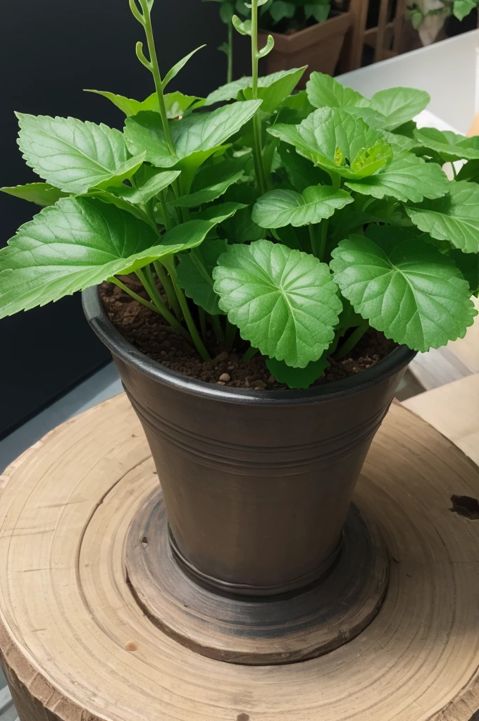 centella asiatica plant characteristics