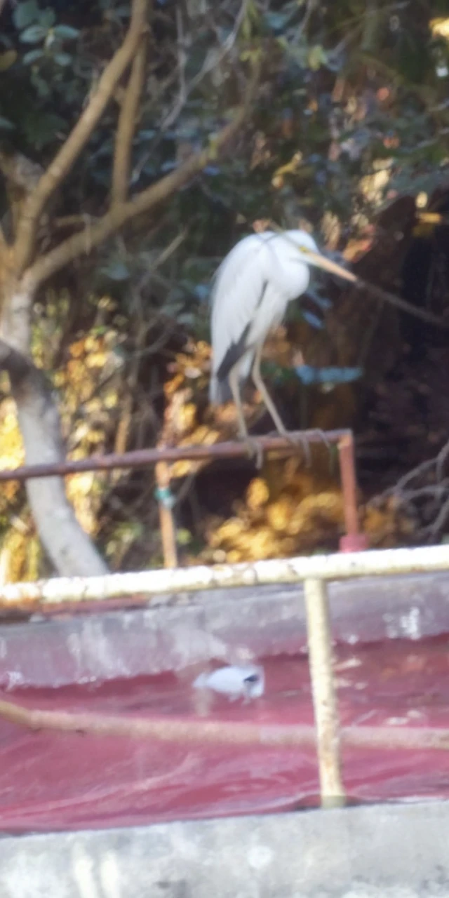 Egret watching goldfish