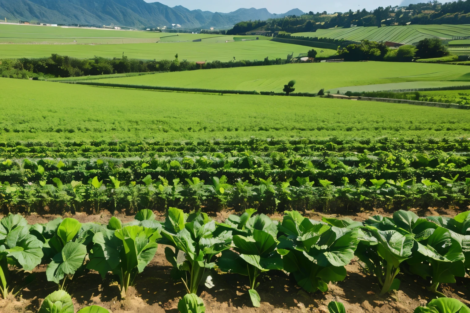 Close-up shot，The fields are full of rows of cabbages，Fertile land next to it