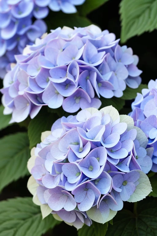hydrangea