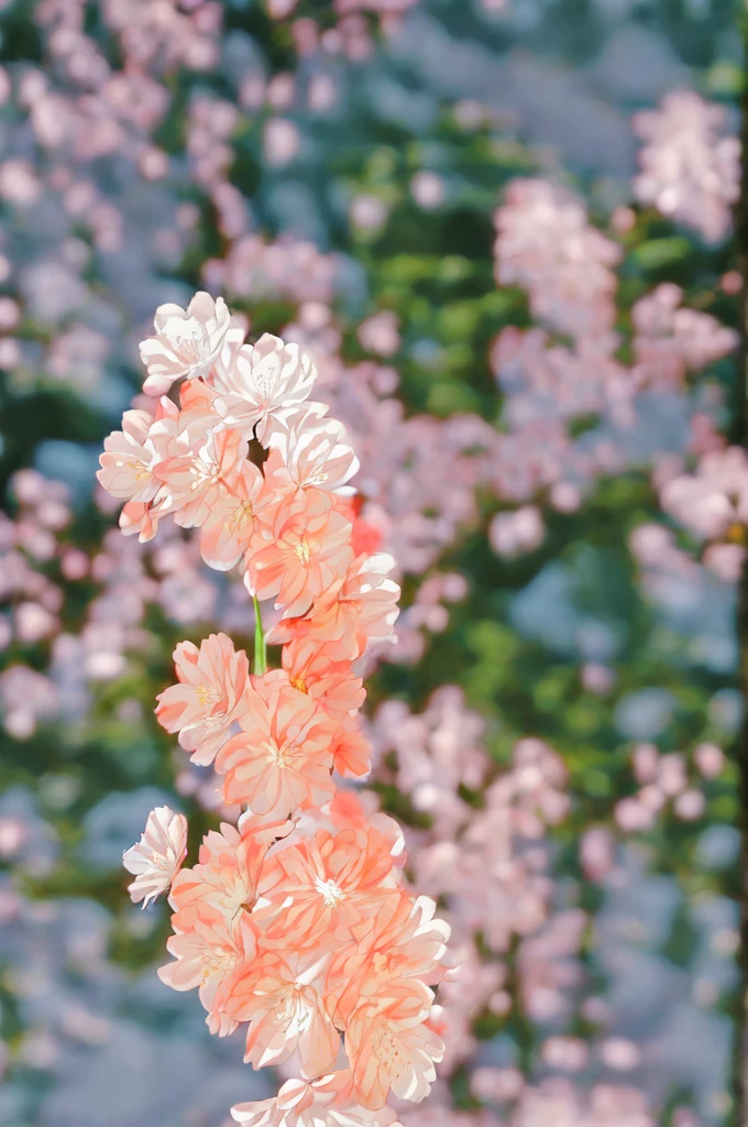 A woman , white dress, standing, with pink flowers in her hair, standing sideways, half-length, close-up, 、ピンク、flower、rose、タロットカード