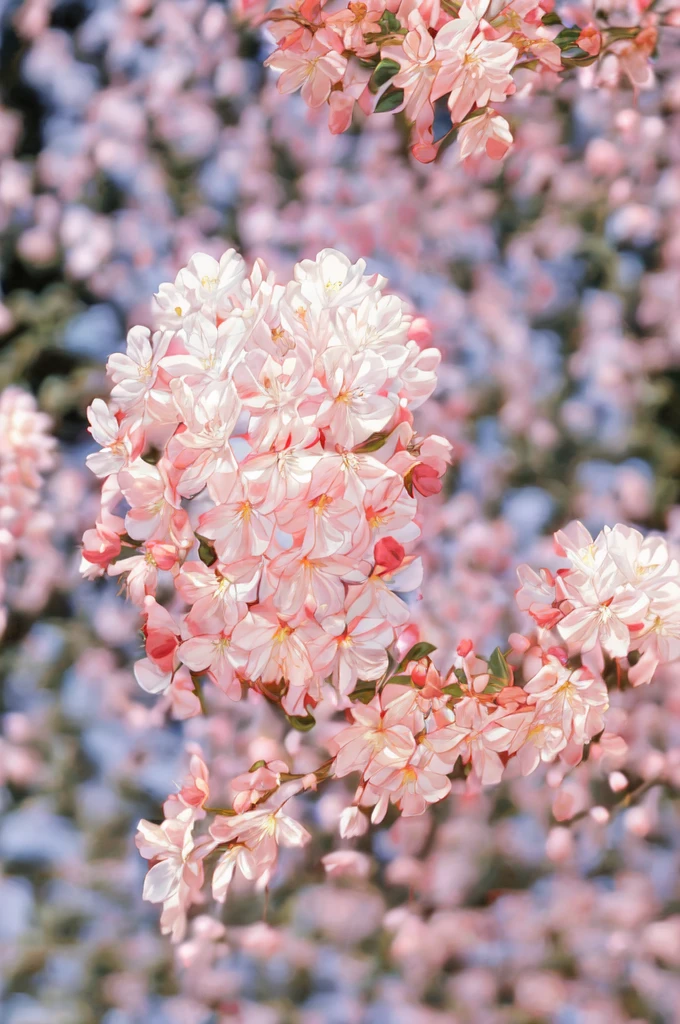 A woman , white dress, standing, with pink flowers in her hair, standing sideways, half-length, close-up, 、ピンク、flower、rose、タロットカード