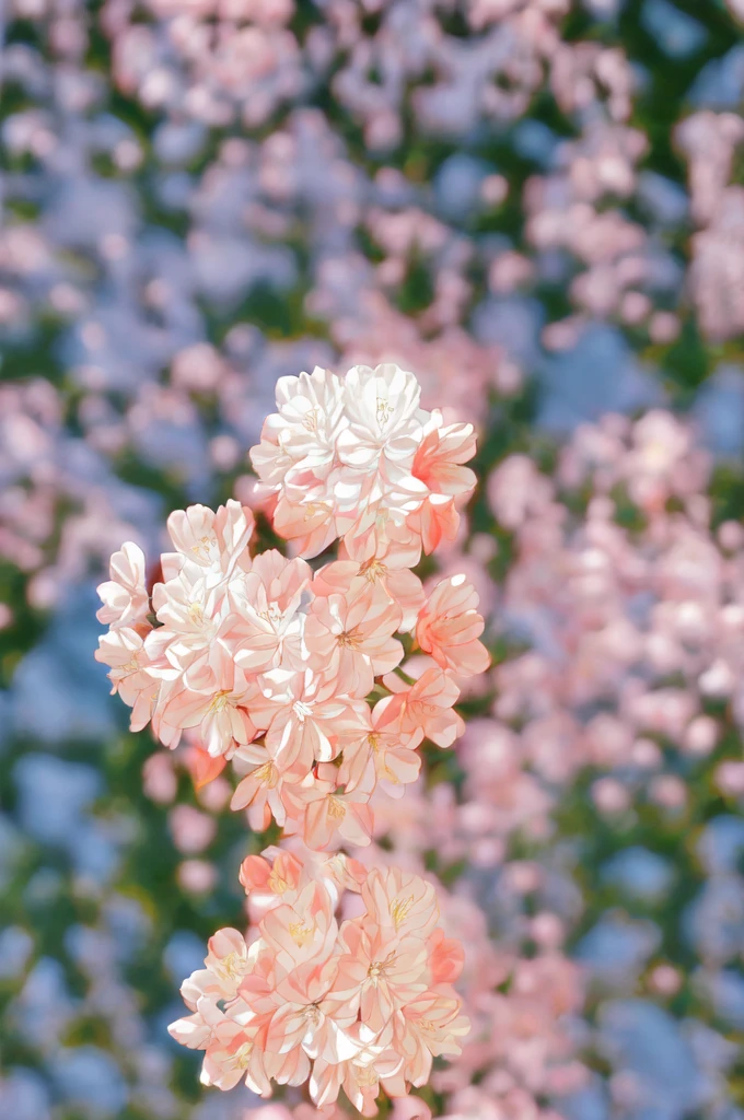 A woman , white dress, standing, with pink flowers in her hair, standing sideways, half-length, close-up, 、ピンク、flower、rose、タロットカード