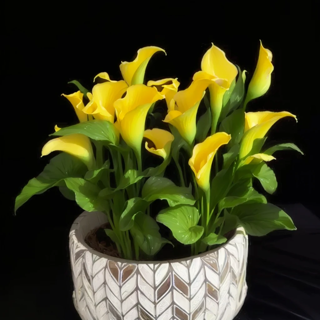 Calla，，Lush plant flowers，summer vibrance，Smooth and complex，best quality，masterpiece，Hand Painted，Bright，Sunlight shining on flowers，Petals light and transparent，（（Green Background）），Game texture，Real structure