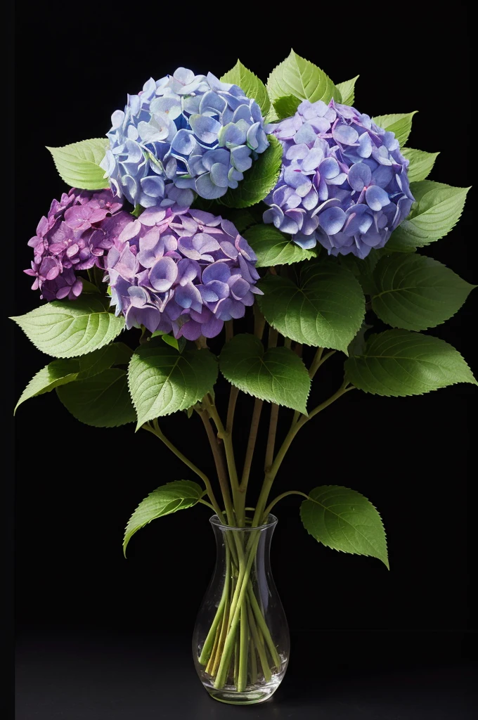 A bouquet of hydrangeas on a black background