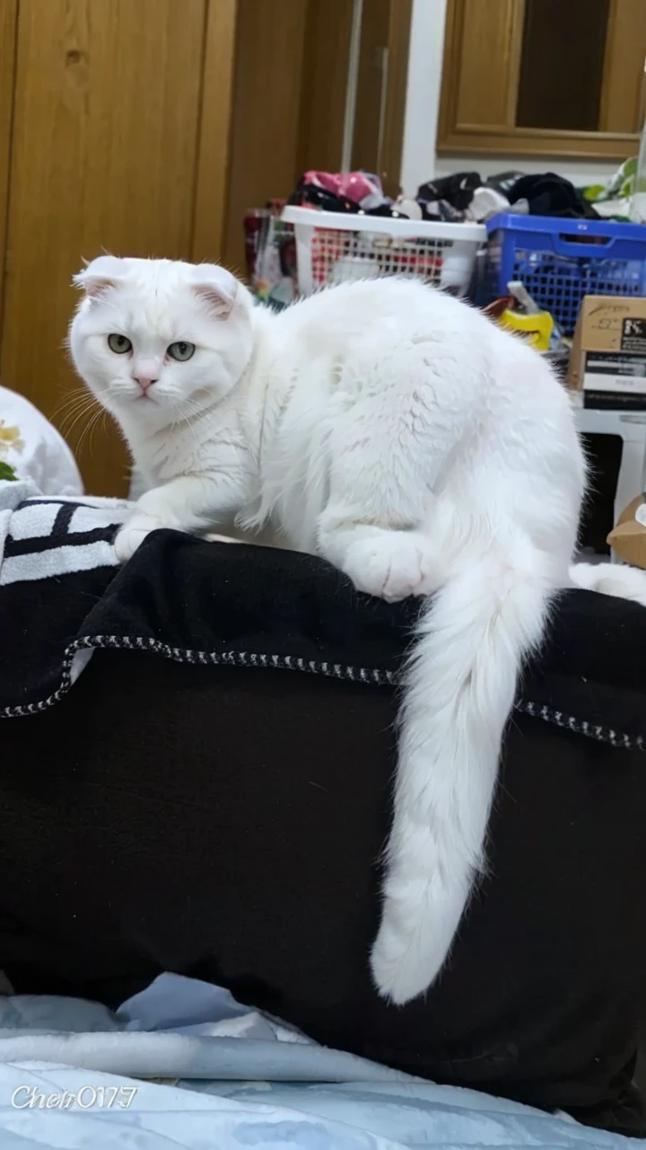 White Scottish fold cat
Copenhagen