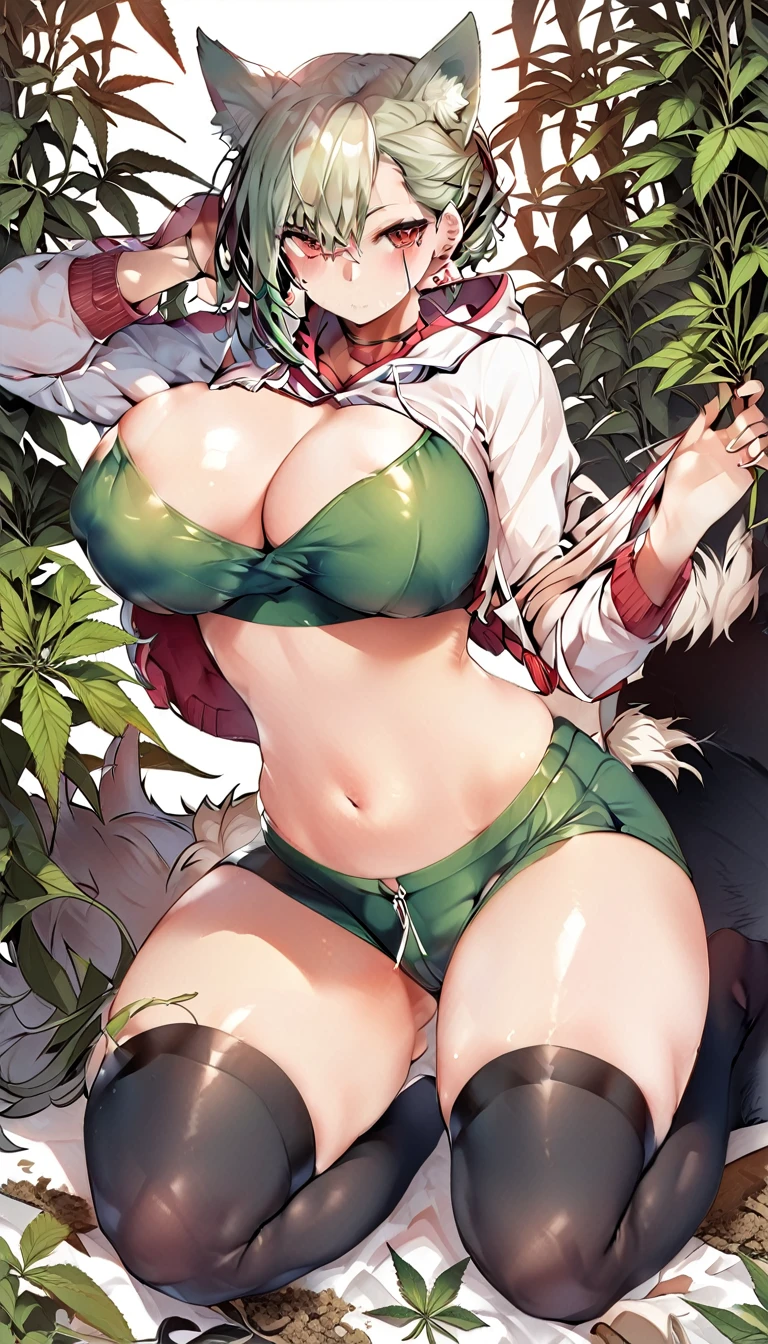 , Croped, , cleavage, slim waist, cropped hoodie underboob, cropped hoodieunderboobhoodie, 1girl, 2 wolf ears, wolf tail, marijuana crop hoodie, crop shorts, marijuana hoodie, spiky hair, spiky fur, green hair, red eyes,marijuana field, tight clothes, perfect eyes, perfect hands, clear resolution, full body, cleavage skin, marijuana plants, open hoodie, marijuana field, black thigh high socks, full body, earrings, 1girl, skirt, cleavage, slim waist, cleavage, slim waist, hair pulled back, big breast, round butt, slim waist, best quality, thick thighs, D-cup breast,