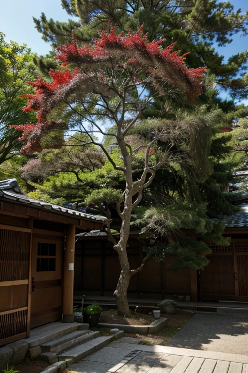 Japanese maple 