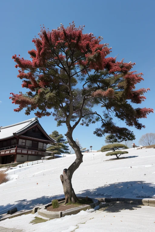 Japanese maple