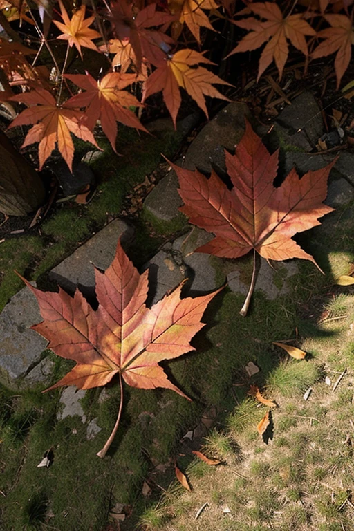 Japanese maple leaf 