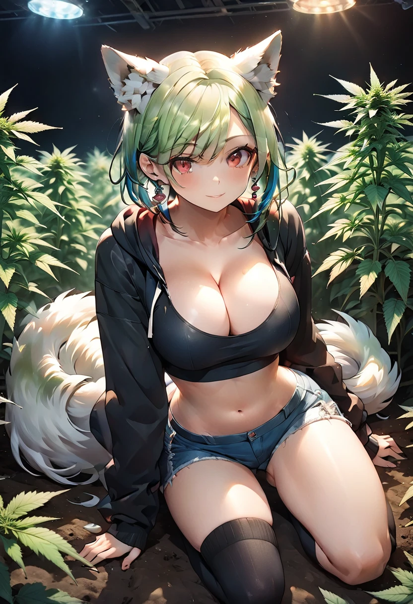   , Croped, , cleavage, slim waist, cropped hoodie underboob, cropped hoodieunderboobhoodie, 1girl, 2 wolf ears, wolf tail, marijuana crop hoodie, crop shorts, marijuana hoodie, spiky hair, spiky fur, green hair, red eyes,marijuana field, tight clothes, perfect eyes, perfect hands, clear resolution, full body, cleavage skin, marijuana plants, open hoodie, marijuana field, black thigh high socks, full body, earrings, 1girl, skirt,  cleavage, slim waist, cleavage, slim waist, hair pulled back, big breast, round butt, slim waist, best quality, thick thighs, D-cup breast, 