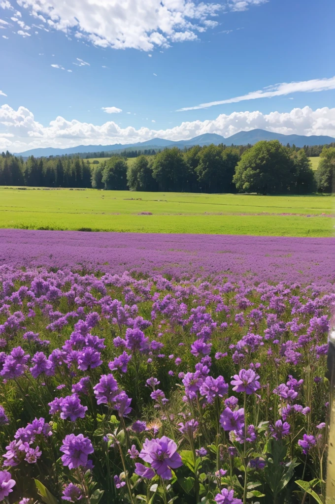 Purple flowers in the field
