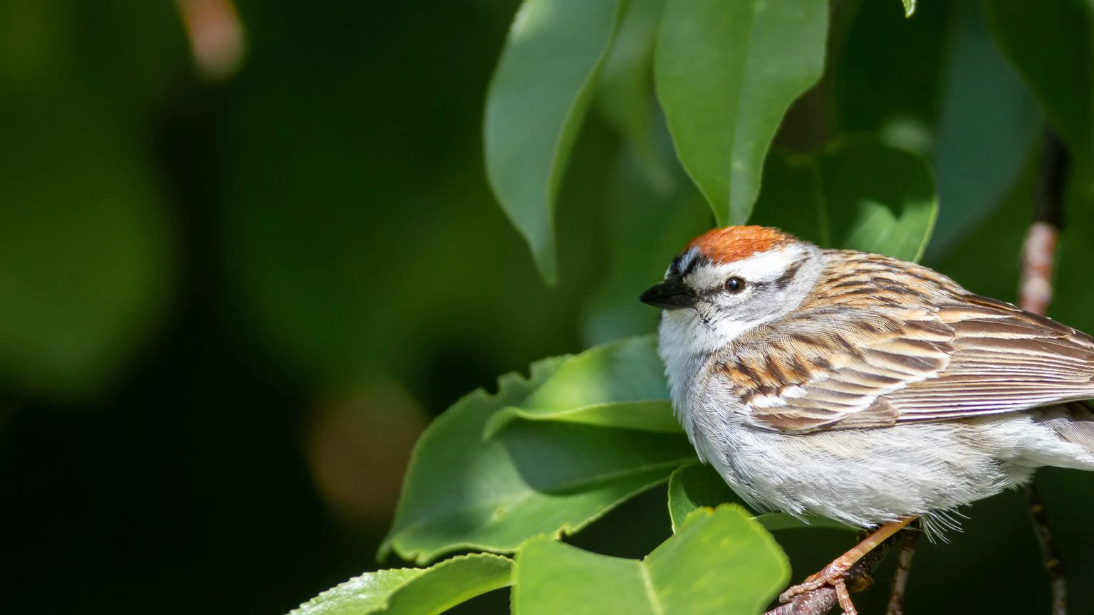 there is a small bird sitting on a branch of a tree, perched in a tree, on a branch, sitting on a leaf, sparrows, sheltering under a leaf, over-shoulder shot, brown tail, broad detail, birds on cherry tree, chilling on a leaf, young male, on a bright day, side profile view, perched on a mossy branch