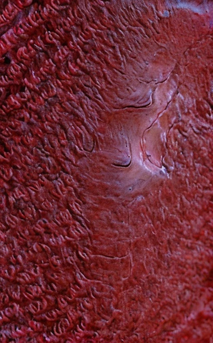 A segment of flesh is covered by an intricate system of veins and arteries, red, pink and pale violet dominant colours, masterpiece, super detailed, 4k resolution, 3d modelling, digital art