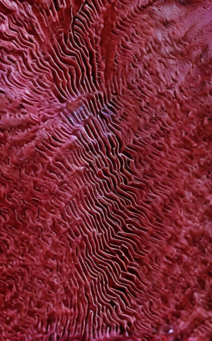A segment of flesh is covered by an intricate system of veins and arteries, red, pink and pale violet dominant colours, masterpiece, super detailed, 4k resolution, 3d modelling, digital art
