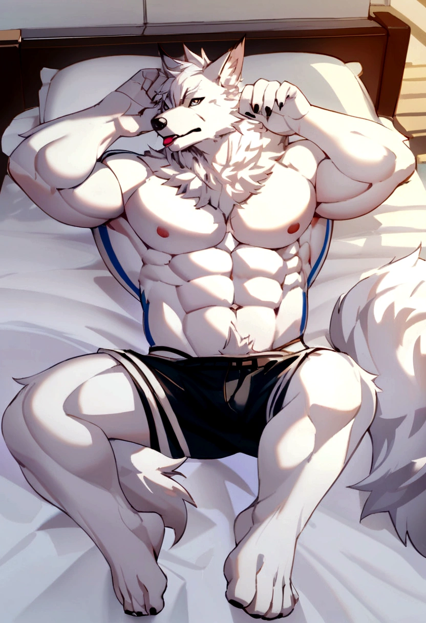 Muscular white wolf in a classroom