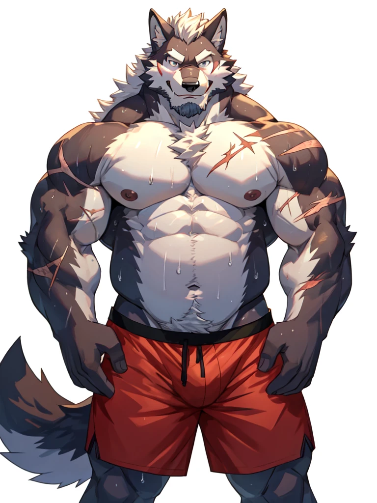 4k, high resolution, best quality, masterpiece, perfect shadows, front view, furry, solo, muscular, big muscles, beard, long white hair, wolf, male, adult, masculine, strong man, belly, chubby, shirtless shorts briefs, belly, nipples, sweat, looking at viewer, shy, blushing smiling, hands on hips((correct anatomy)), huge scars on body, white background