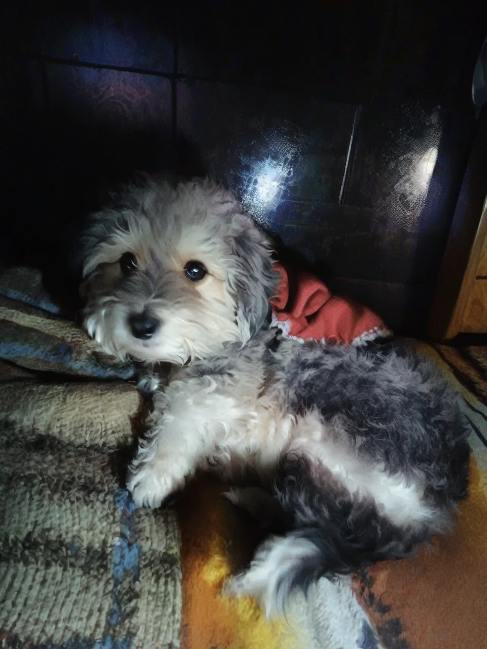 cute puppy