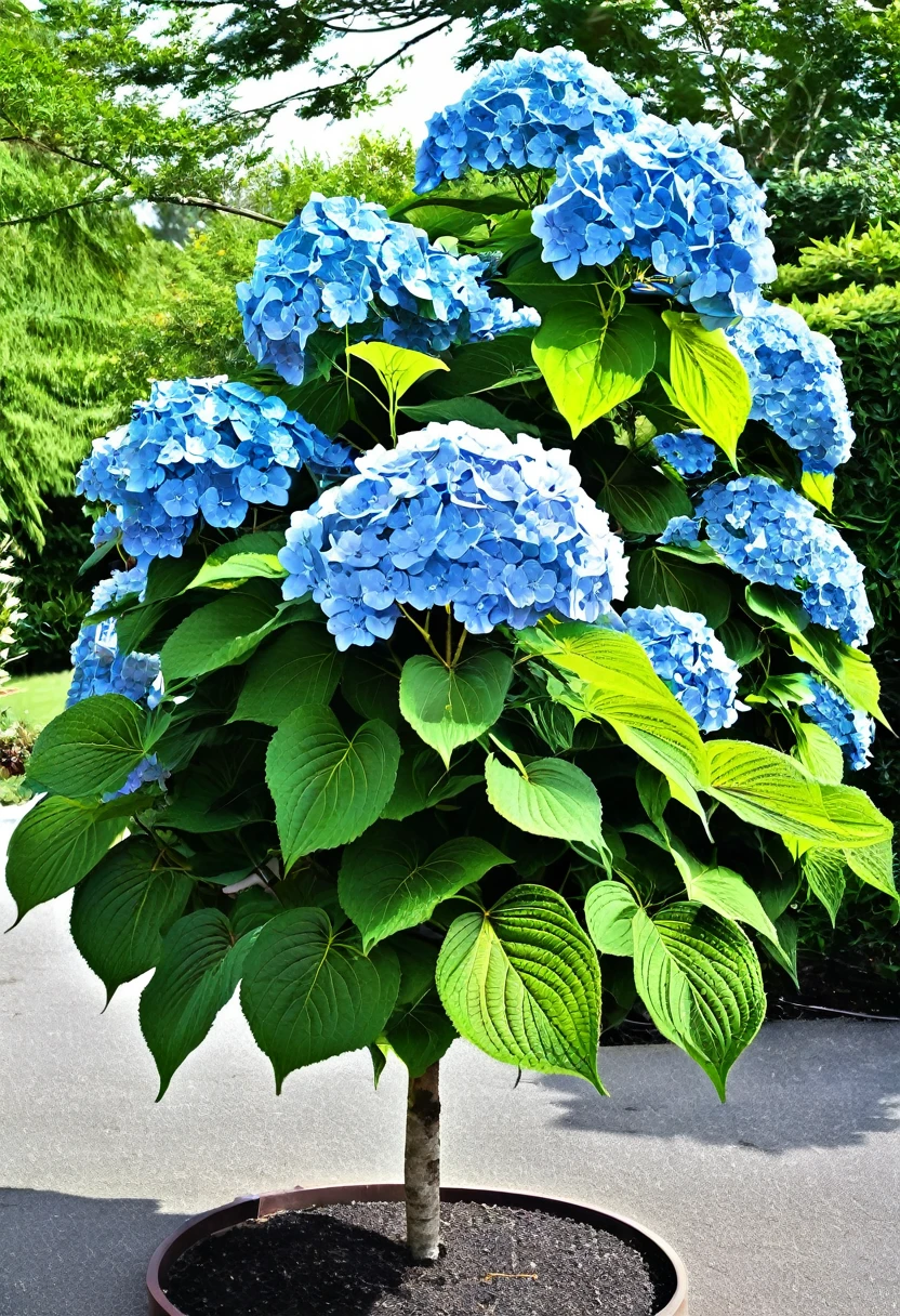 Tree hydrangea