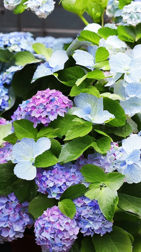 wallpaper、Wind、Water Drop、hydrangea、In detail、delicately、Fantasy、motif