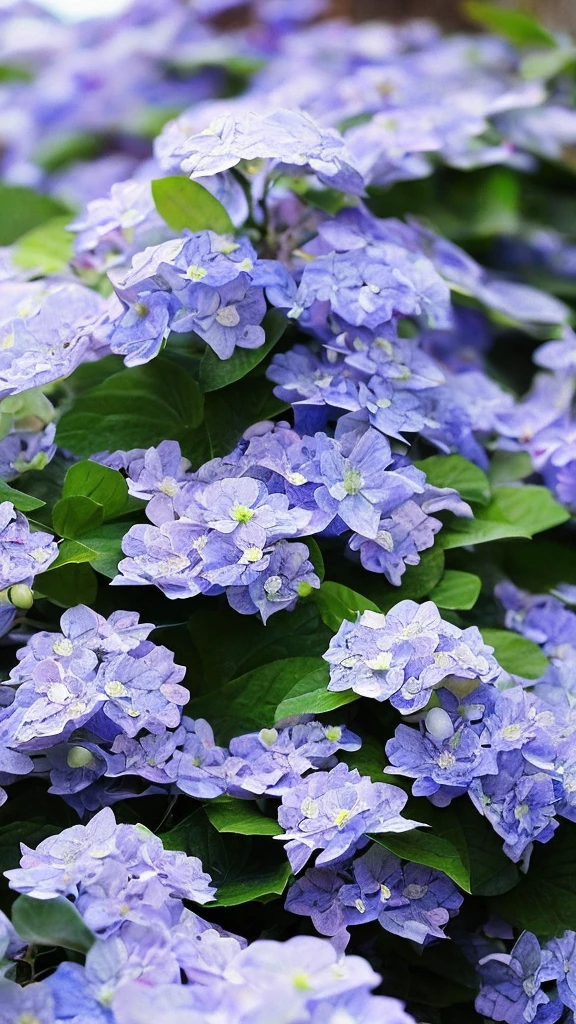 wallpaper、Wind、Water Drop、hydrangea、In detail、delicately、Fantasy、motif