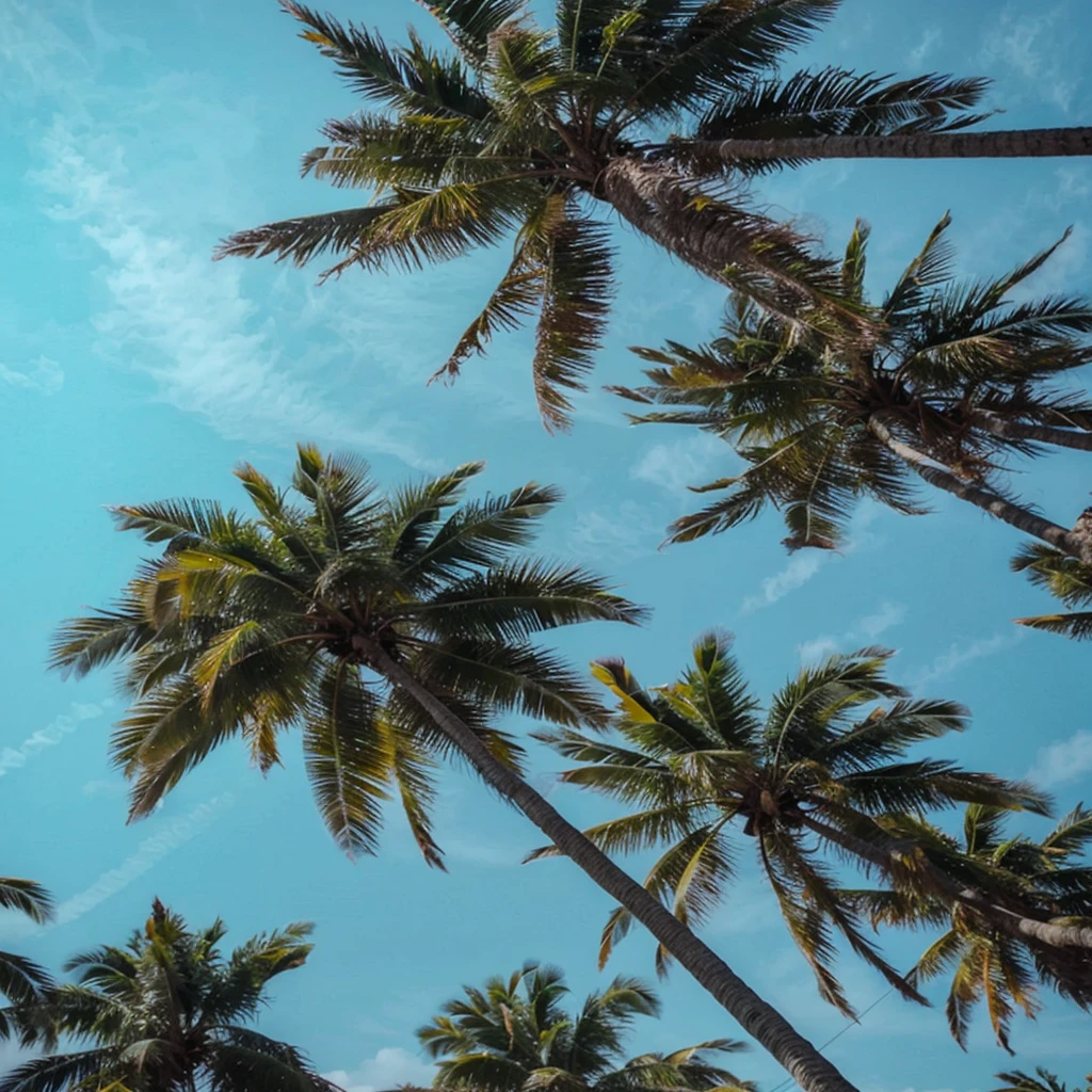 Palm trees on a beach in Mexico