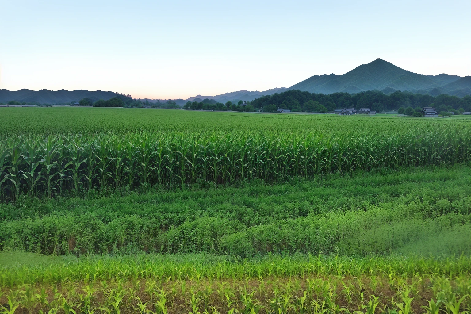 There is a cornfield in the middle of the field, Tall corn in the foreground, Korean Village, countryside in japan, Neatly cultivated fields, Green fields in the foreground, Green fields in the background, Japanese Village, Rows of lush crops, rural japan, Idyllic and fertile land, I saw green fields, patches of green fields