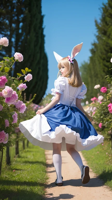 Alice in Wonderland is chasing the bunny girl,