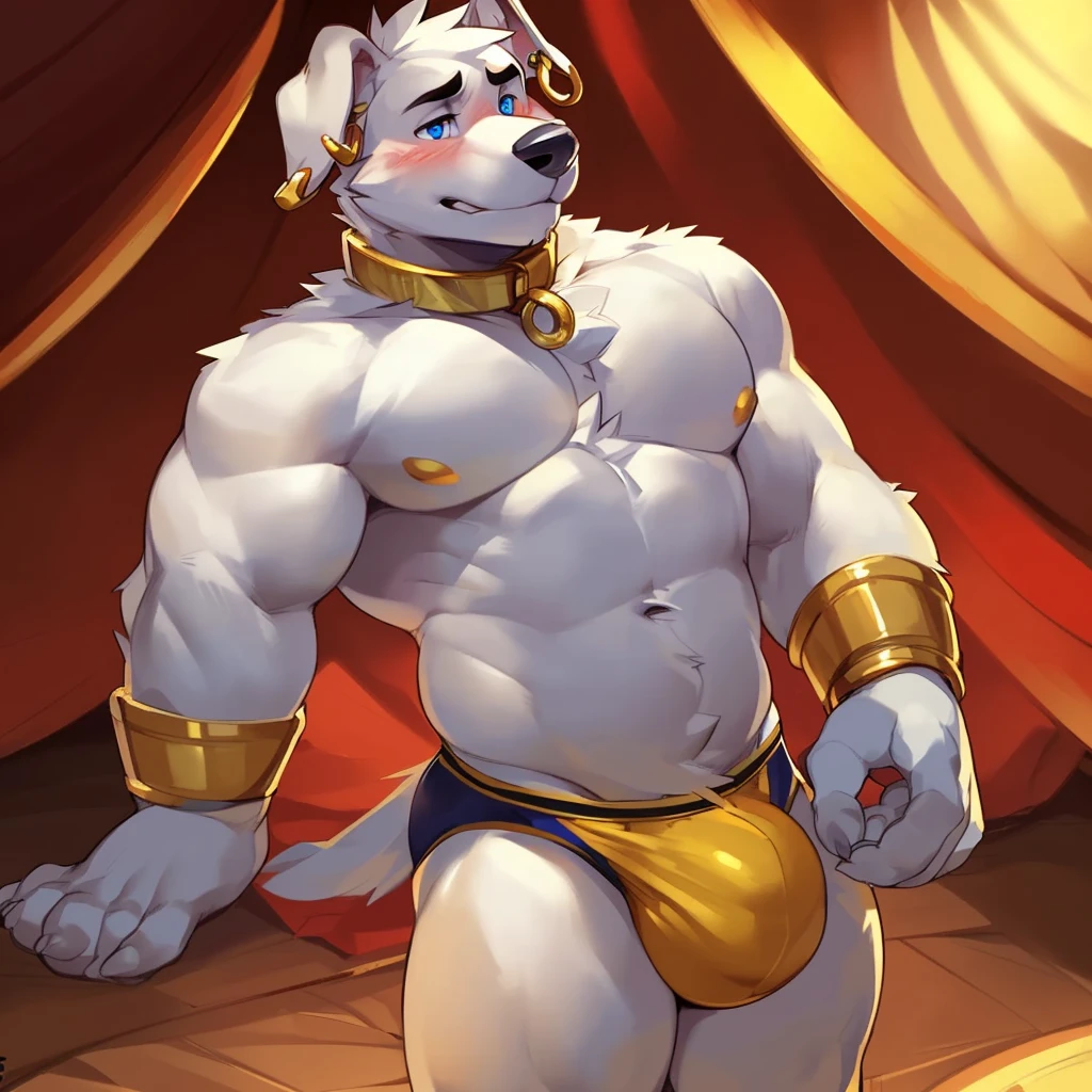 Solo, male (((retriever, muscular, white fur, white body, white fur, black eyebrows, black nose, blue eyes, folded ears, flustered expression, blush, ear piercing, ear ring, golden collar, gold cuffs, thin waist, underwear, big bulge))) standing, 5 fingers, tribal tent ((focus eyes, focus pupils, focus white body, focus white fur, focus 5 fingers, focus golden collar, focus underwear)) full body, perfect anatomy, adult character, by darkgem, by mystikfox61, by glitter trap boy