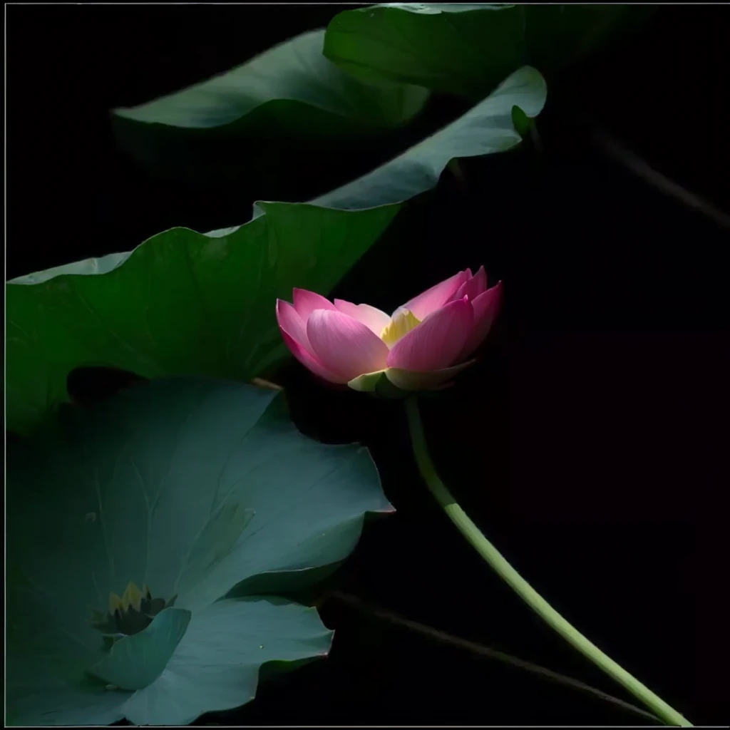 Close-up of a pink flower on green leaves, lotuses, lotus flowers, standing gracefully upon a lotus, lotus petals, lotus flower, sitting on a lotus flower, by Xie Shichen, Ghost Festival, lotus, with lotus flowers, Surrounded by flowers, by Liang Kai, Beautiful flowers, by Xia Shuwen