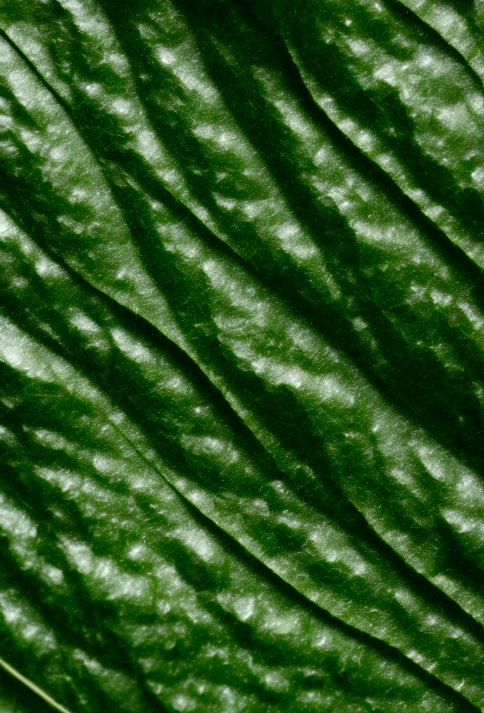 A macro shot of the texture of Camellia Sinensis (White Tea) Leaf Extract for a skincare product page, showing the intricate details of the leaf extract particles, with a soft and natural light highlighting the texture, shot with a Canon EOS-1D X Mark III, macro lens, natural green and earthy tones