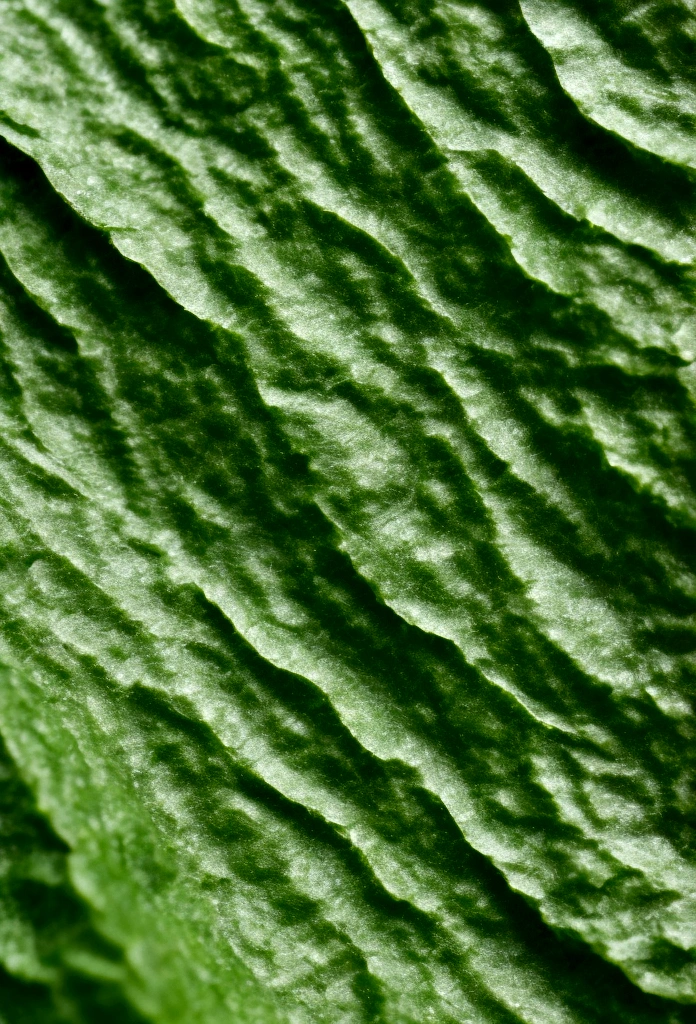 A macro shot of the texture of Camellia Sinensis (White Tea) Leaf Extract for a skincare product page, showing the intricate details of the leaf extract particles, with a soft and natural light highlighting the texture, shot with a Canon EOS-1D X Mark III, macro lens, natural green and earthy tones