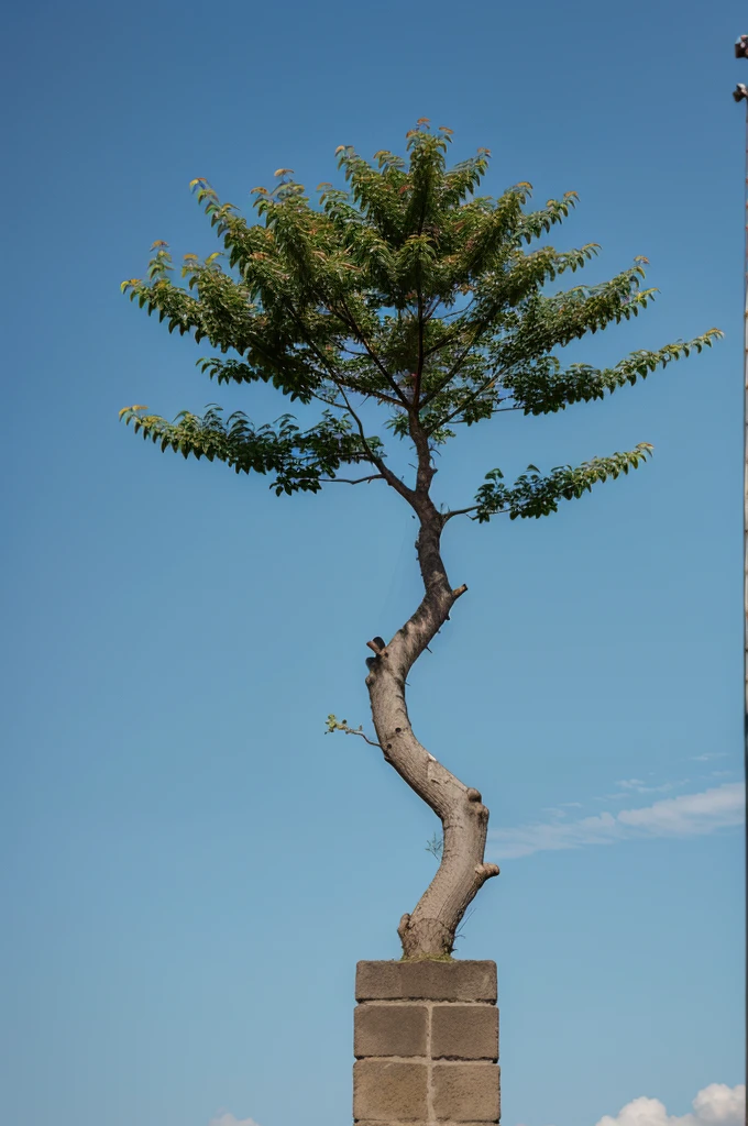A tree growing from a small seedling to a strong, blooming tree (representing personal brand growth)
