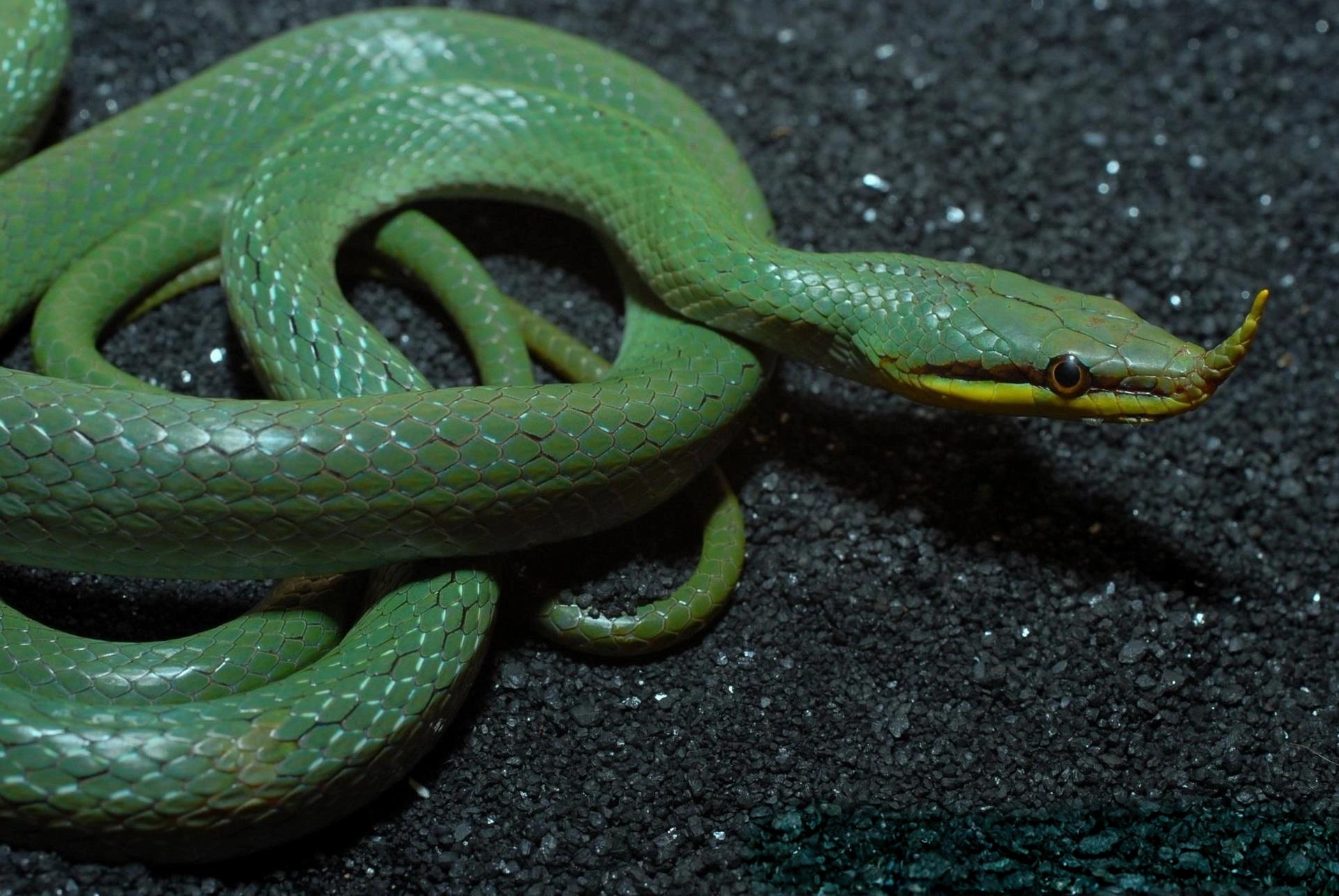 a close up of a green snake on a black surface, green snakes, 鱗のあるGreen Skin, Green saliva, Green Skin, forked snake tongue sticking out, green snakes background, snake body, Close-up portrait shot, Green skin, snakeのポーズ, snake, emerald yellow eyes, Medium close-up, profile, ungreenish skin, Green Ease