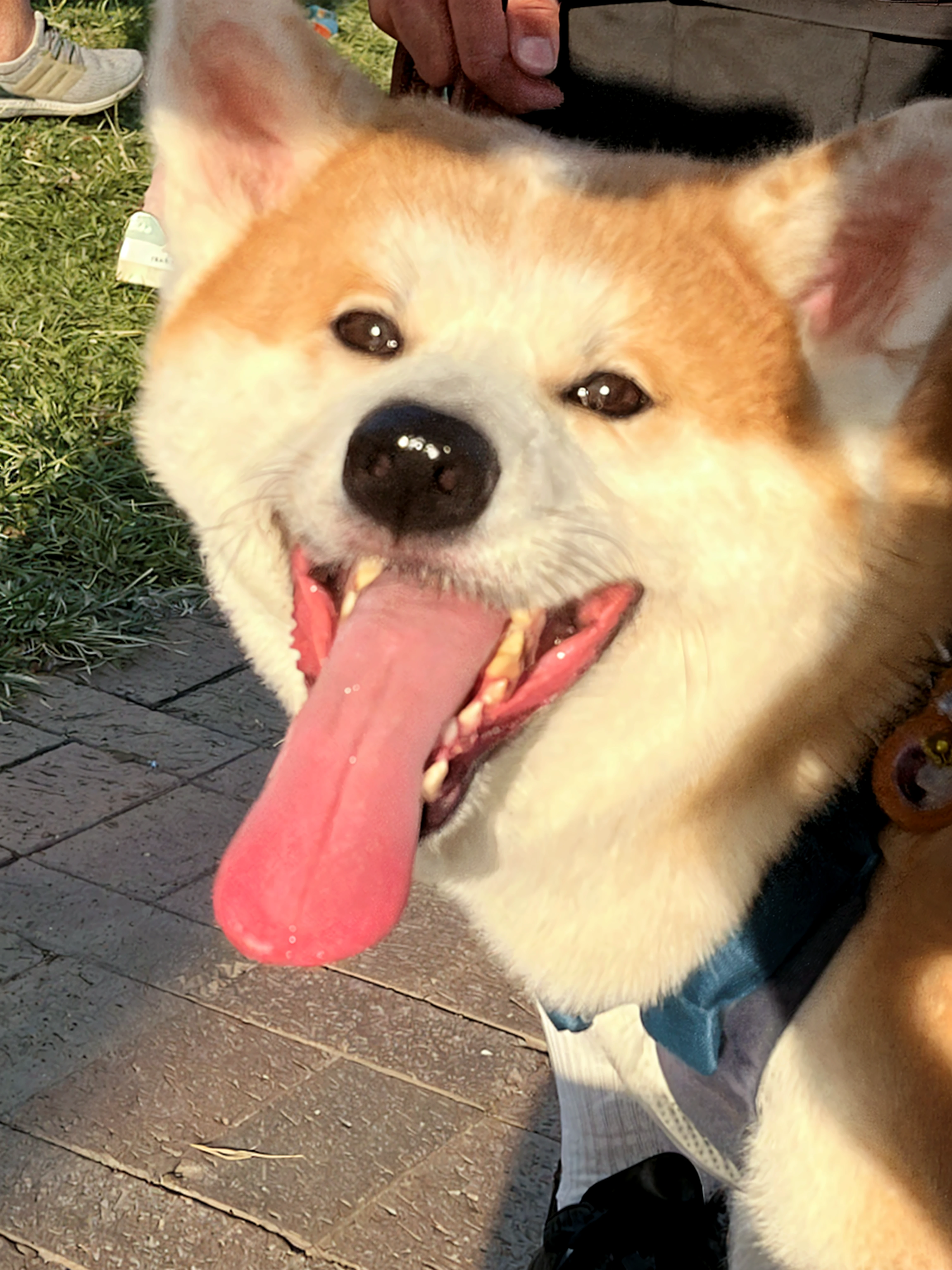 A high-resolution image of a Shiba Inu dog clearly showing the growth rings on its teeth, captured in a 16:9 horizontal frame. The dog's expression is happy, and the background is a bright indoor environment. The focus is on the teeth, making the growth rings clearly visible.