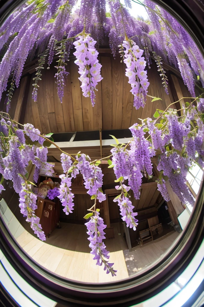 Wisteria flowers seen through a fisheye lens
